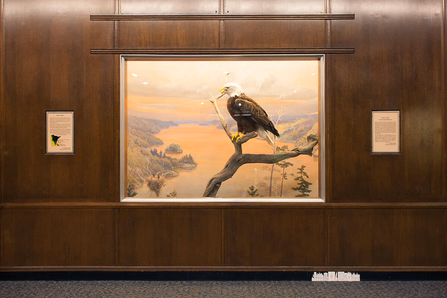 Bell Museum of Natural History — image 14