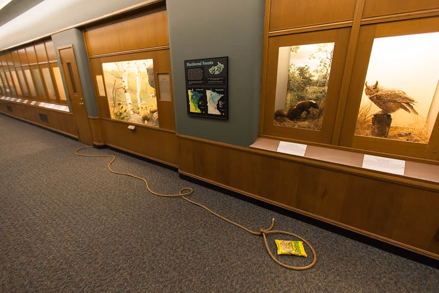 Bell Museum of Natural History — image 19
