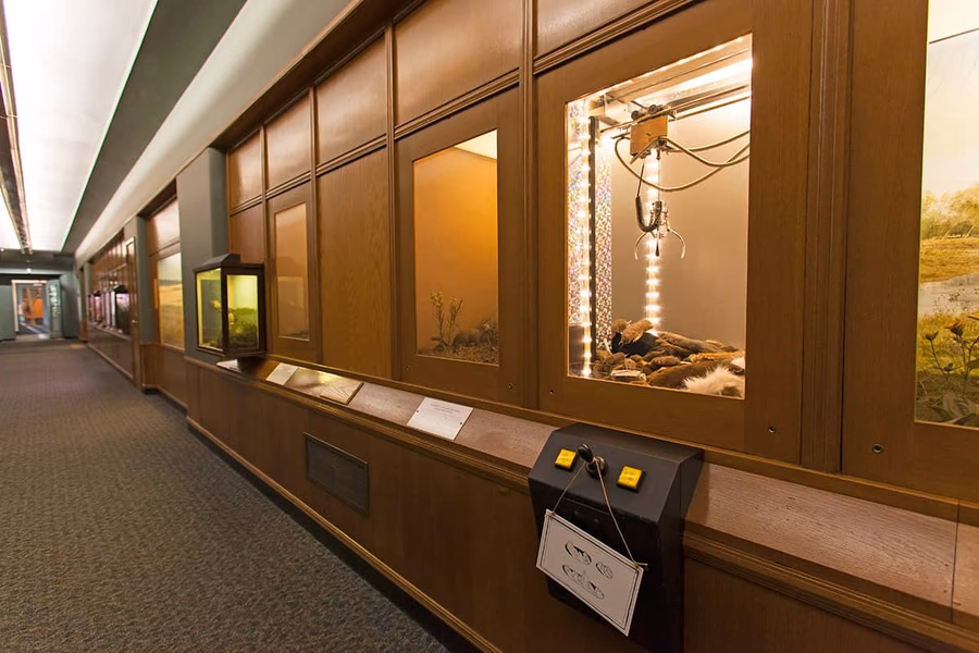 Bell Museum of Natural History — image 6