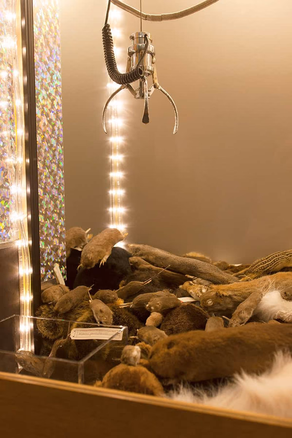 Bell Museum of Natural History — image 7