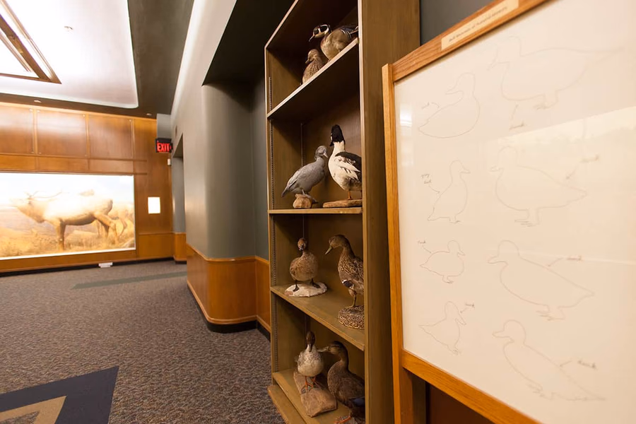 Bell Museum of Natural History — image 10