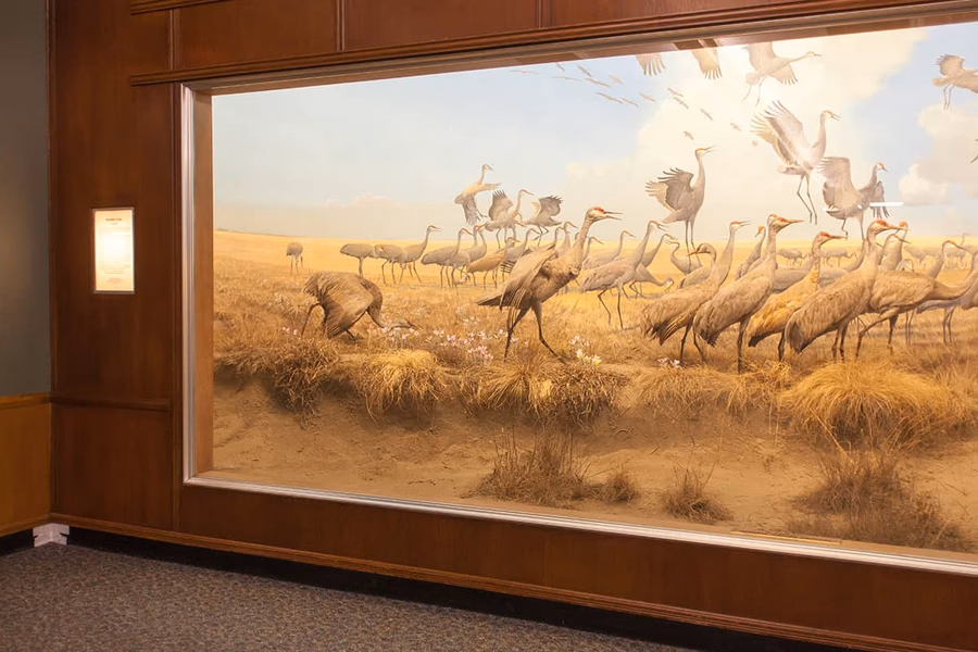 Bell Museum of Natural History — image 12